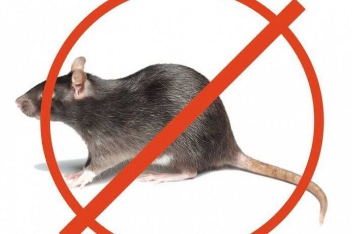 В Люберцах жалобу на крыс от жителей не приняли из-за отсутствия фото Новости Люберец 