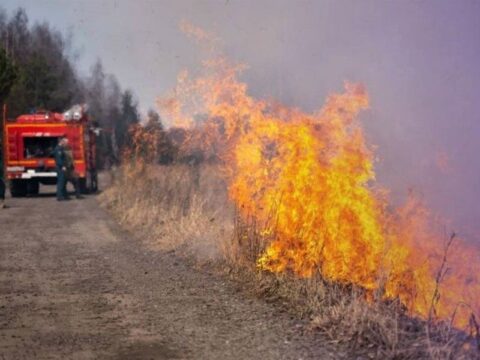 «В огне могут погибнуть звери»: Пожарные просят жителей Люберец не поджигать сухую траву Новости Люберец 